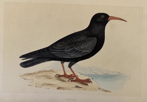 Morris chough gracchio alpino - morris,