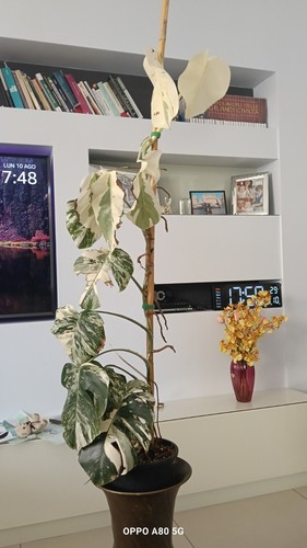 Monstera variegata - monstera,