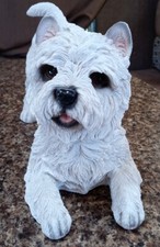 West Highland Terrier White
