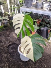 Monstera Albo Halfmoon