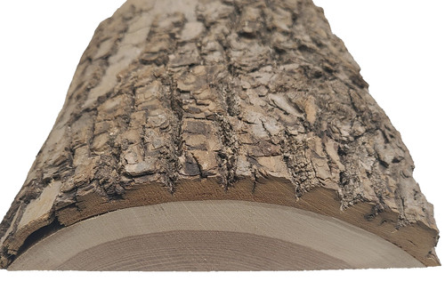 Lastra legno frassino bianco - frassino,
