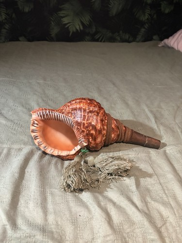 Bellissima tromba giapponese