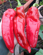 15 semi di peperone CORNO