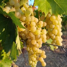 PIANTA DA FRUTTO UVA MALVASIA