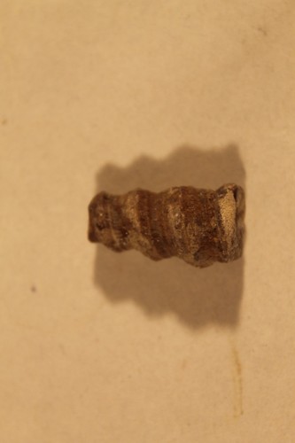 Turritella esemplare fossile