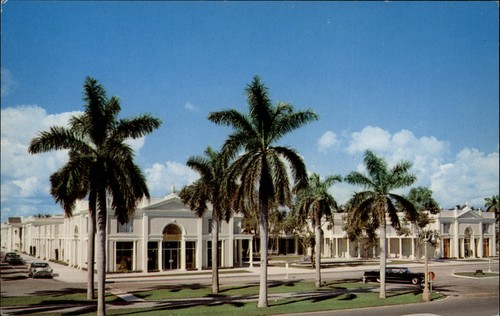 Royal poinciana plaza palm - poinciana,