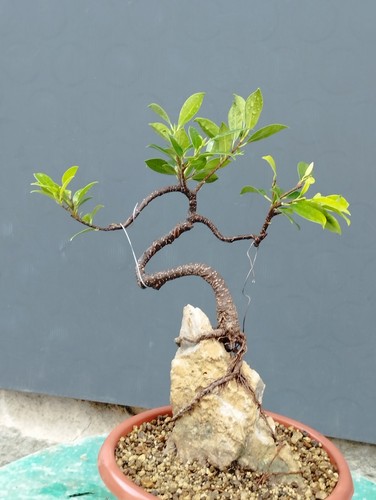 Bonsai ficus 36x16cm - bonsai, in
