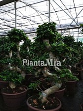 Bonsai Ficus Ginseng S-shape -