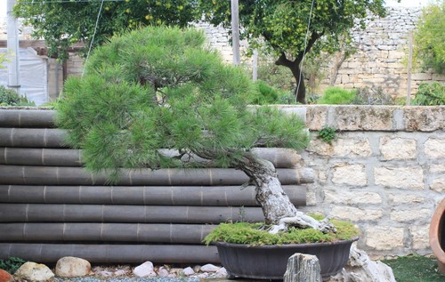 Bonsai pino aleppo - pino, (12)