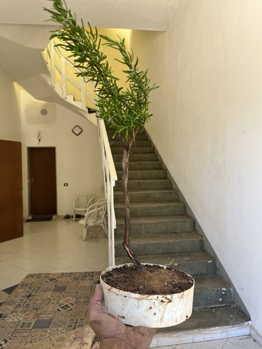 Rosmarino prostrato bonsai - rosmarino,