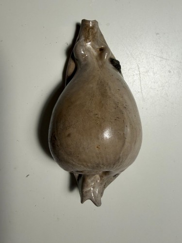 Rare australian fossil - rare,
