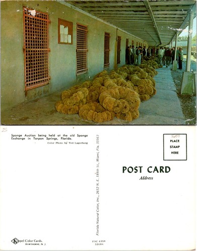 Cartolina asta spugna tarpon - cartolina,