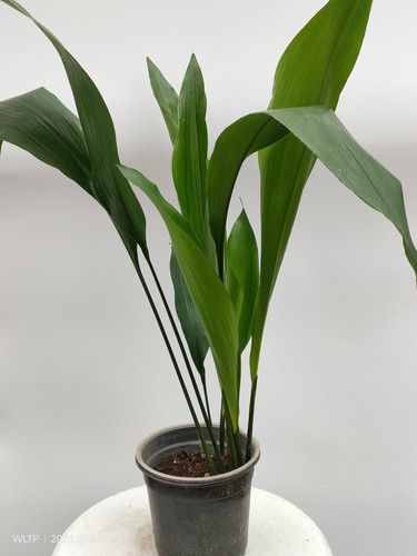 Aspidistra elatior cast iron - aspidistra,