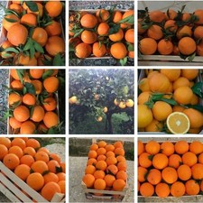 Arance VANIGLIA di Sicilia