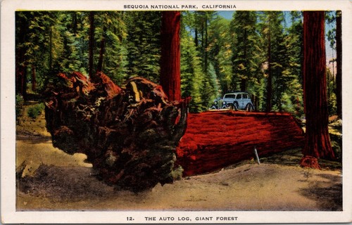 Sequoia national park - sequoia,
