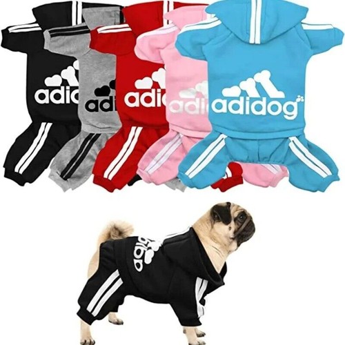 Gambe animali domestici cani - gambe,
