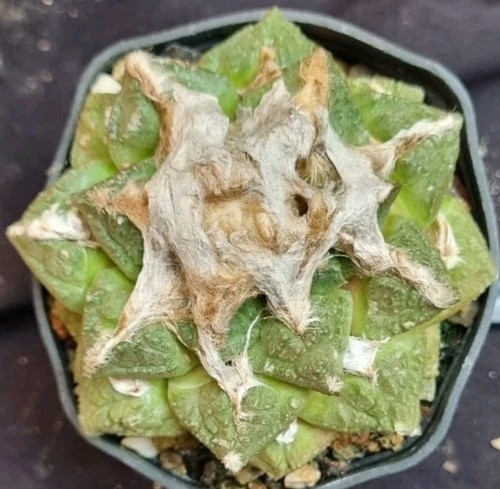 Ariocarpus fisuratus old - ariocarpus,