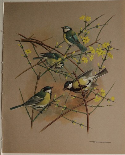 Stampa uccelli basil - stampa,