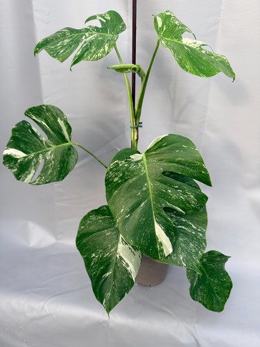 Monstera deliciosa albo - monstera,