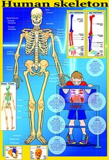 Poster skeleton laminato - skeleton,