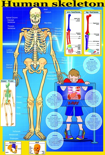 Poster skeleton laminato - poster,