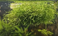 Riccia fluitans – 1 porzione