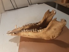 QUASI PERFETTA MANDIBOLA DI CINGHIALE ADULTO MANCANO SOLO 3 DENTI DIM. 29,5X12X1