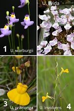 Piante carnivore UTRICULARIA 4 SPECIE 