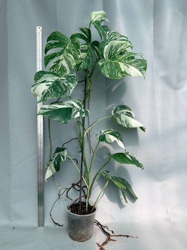 Monstera deliciosa albo - monstera,