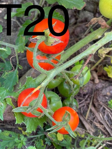 Graine seed tomate dwarf - seed, /