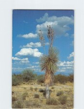 Cartolina Yucca Sud Ovest USA