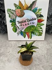 Sansevieria Robusta Var White