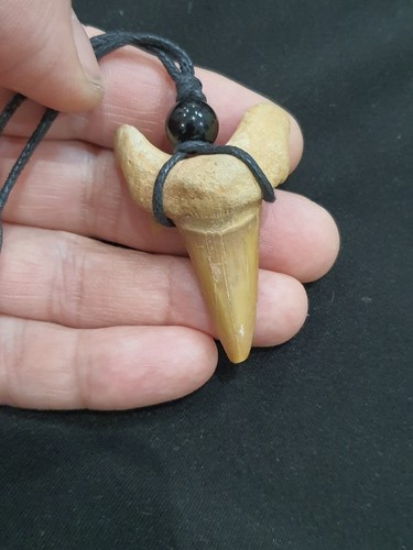 Otodus denti squalo - squalo,