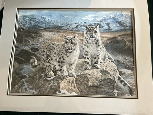 Coppia leopardi delle nevi
