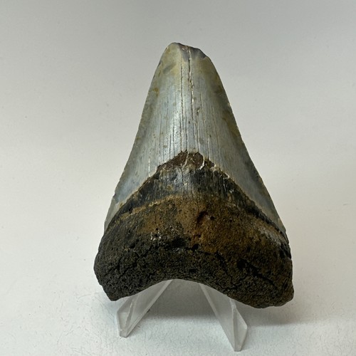Dente squalo megalodonte - squalo,