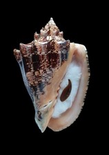SHELL CONCHIGLIA VOLUTA EBRAEA