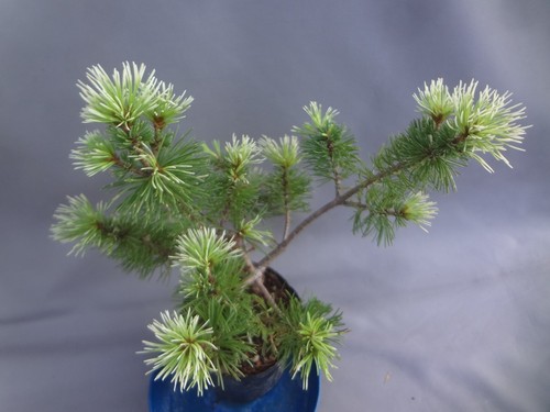 Pinus parviflora hanabi - pinus,