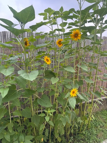 Semi girasole gigante - semi,