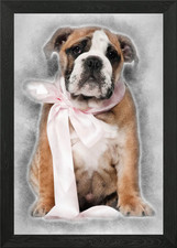 Bulldog inglese cucciolo 2 un