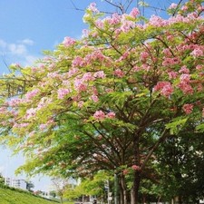 Cassia Bakeriana fioritura spettacolare 10  Semi Alta Germinabilita