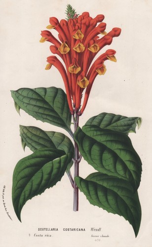 Scutellaria costaricana costa - scutellaria,