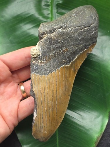 Frammento dente del - frammento,