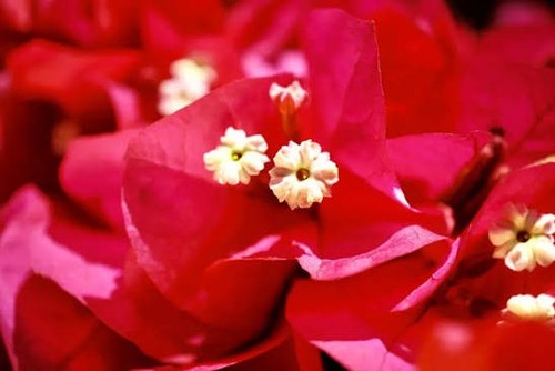 Bougainvillea talee cuttings - bougainvillea, 3