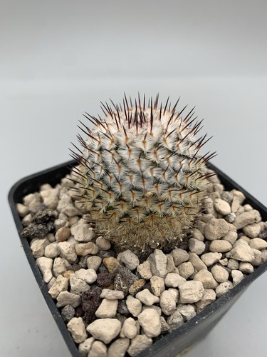 Mammillaria perez rosae - mammillaria, de
