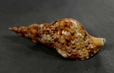 Charonia tritonis 159 - , mm