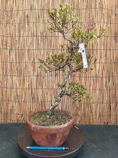 Bonsai di Azalea Satsuki h