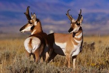 385861 Pronghorn Antilope
