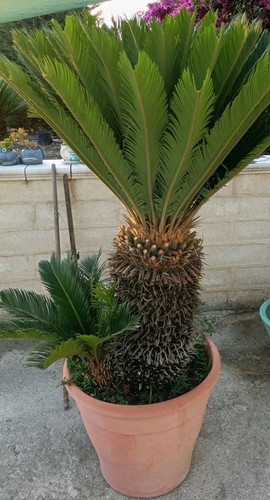 Pianta cycas revoluta vaso - di,