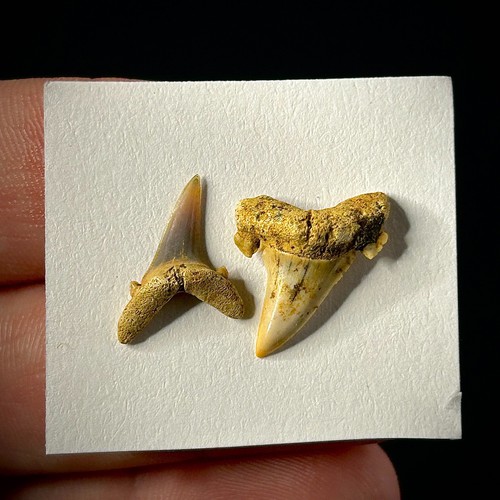 Dente squalo tigre sabbia - squalo,