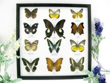 12 farfalle vere, imbottite